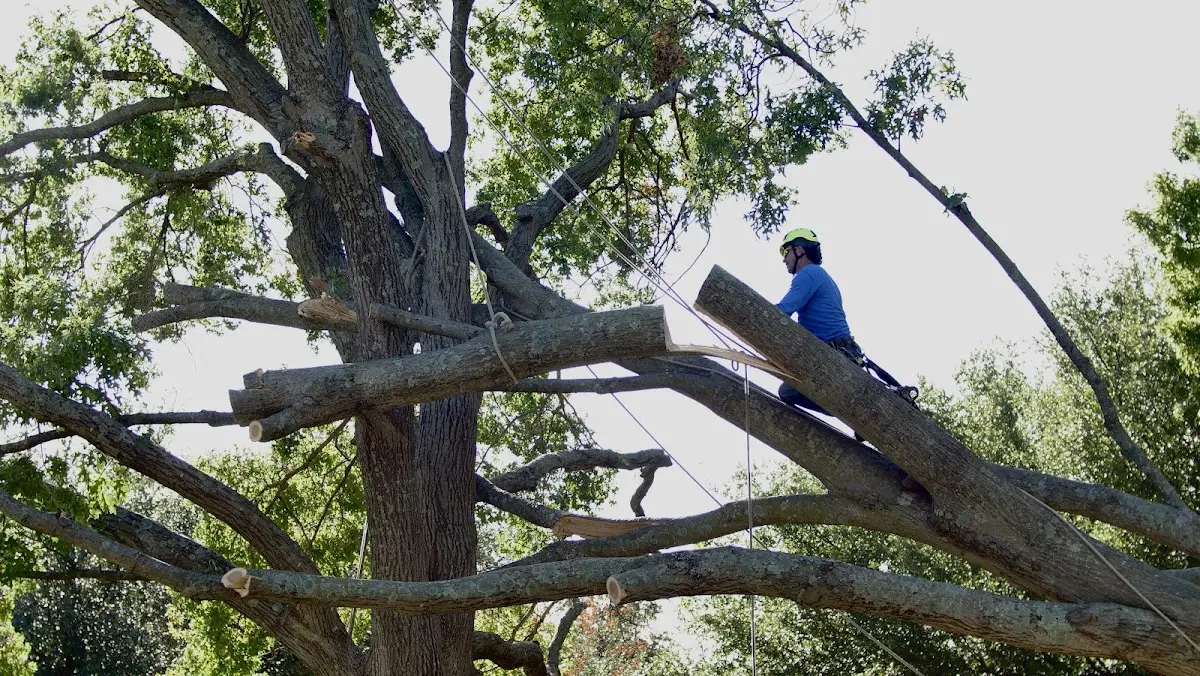 Professional Crown Thinning performed by certified arborists in Rienzi