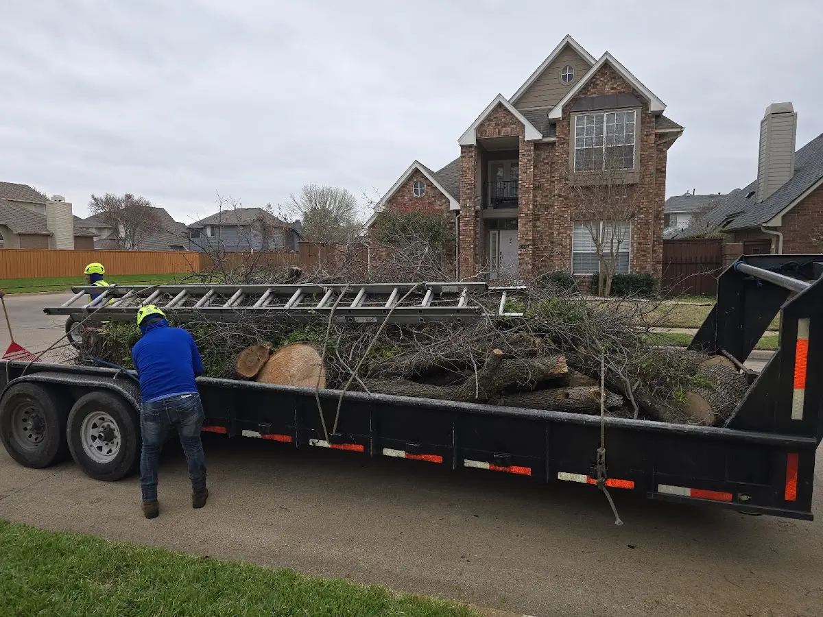 Expert Tree Removal with proper safety equipment in Rienzi